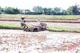 Chủ tịch UBND tỉnh chỉ đạo đẩy nhanh tiến độ sản xuất, phòng trừ bệnh lùn sọc đen