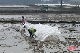 Nông dân Hà Tĩnh chủ động chống rét cho mạ và lúa xuân