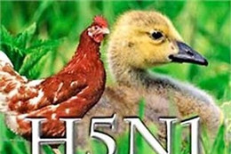 Cẩm Bình (Cẩm Xuyên) chú trọng phòng chống dịch cúm H5N1 trên gia cầm