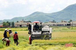 Nông dân Kỳ Anh quyết tâm đưa vụ hè thu về đích trước mưa bão