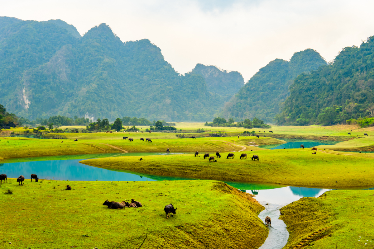 Thảo nguyên Lạng Sơn vào mùa đẹp nhất