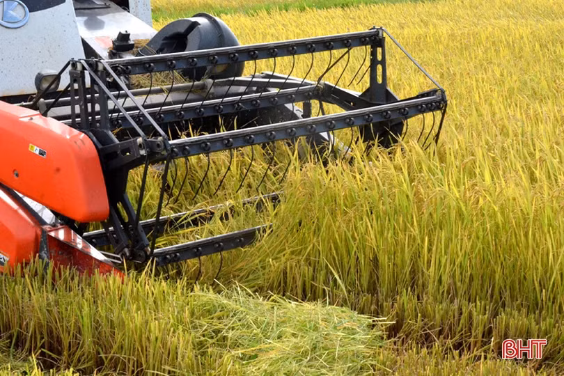 “Máy về tận ruộng, thương lái mua thóc tươi, nông dân chúng tôi phấn khởi lắm”