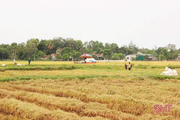 Huyện Thạch Hà thu hoạch sớm lúa hè thu