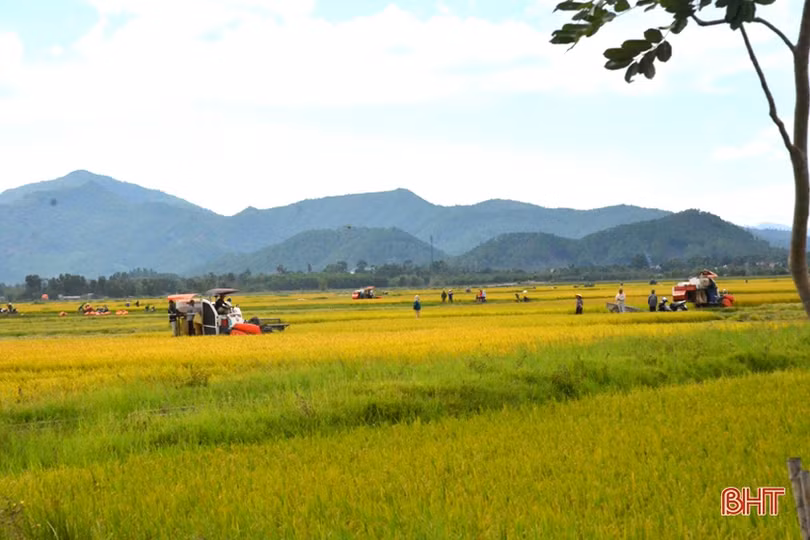 “Máy về tận ruộng, thương lái mua thóc tươi, nông dân chúng tôi phấn khởi lắm”