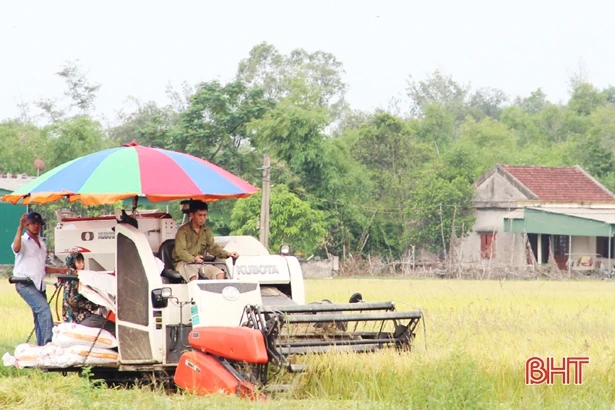 Huyện Thạch Hà thu hoạch sớm lúa hè thu