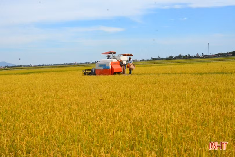 “Máy về tận ruộng, thương lái mua thóc tươi, nông dân chúng tôi phấn khởi lắm”