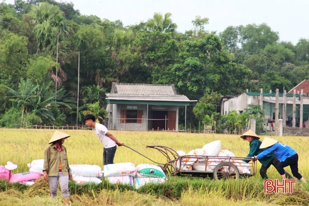 “Chạy” mưa lớn, Hà Tĩnh đã thu hoạch 500 ha lúa hè thu