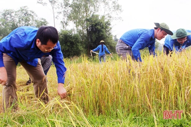 “Chạy” mưa lớn, Hà Tĩnh đã thu hoạch 500 ha lúa hè thu
