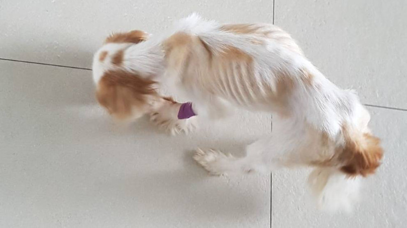 Bỏ đói chó cưng, người phụ nữ Singapore bị phạt hơn 42 triệu đồng