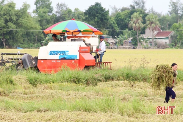 Huyện Thạch Hà thu hoạch sớm lúa hè thu