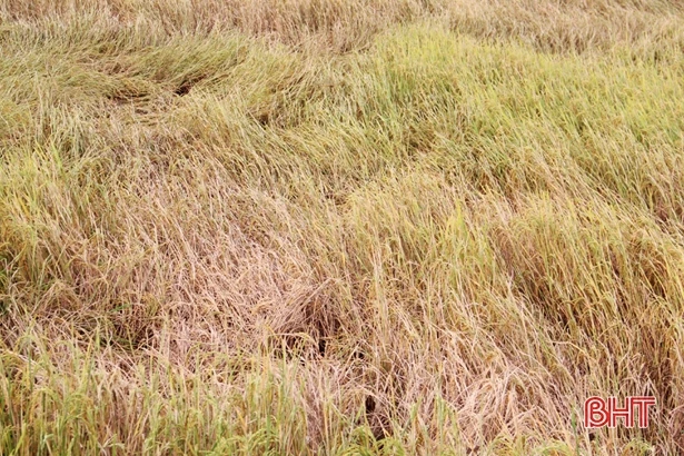 Huyện Thạch Hà thu hoạch sớm lúa hè thu