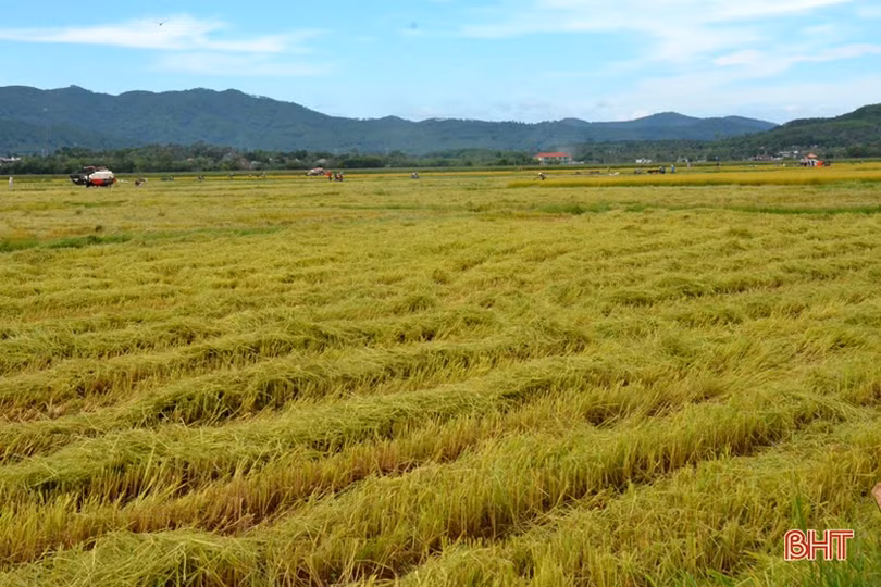 “Máy về tận ruộng, thương lái mua thóc tươi, nông dân chúng tôi phấn khởi lắm”