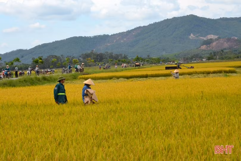 “Máy về tận ruộng, thương lái mua thóc tươi, nông dân chúng tôi phấn khởi lắm”