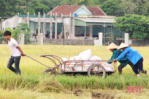 Huyện Thạch Hà thu hoạch sớm lúa hè thu