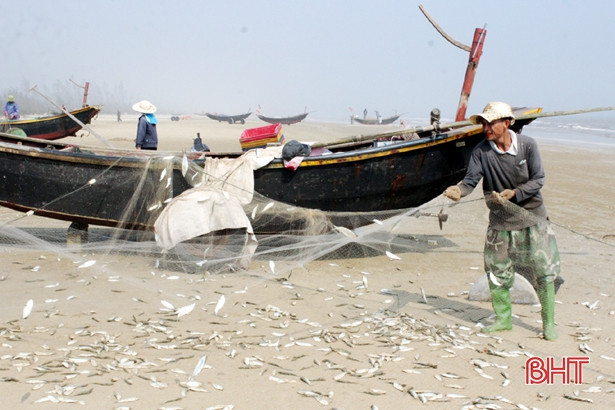  Kỳ Khang được mùa cá bạc má