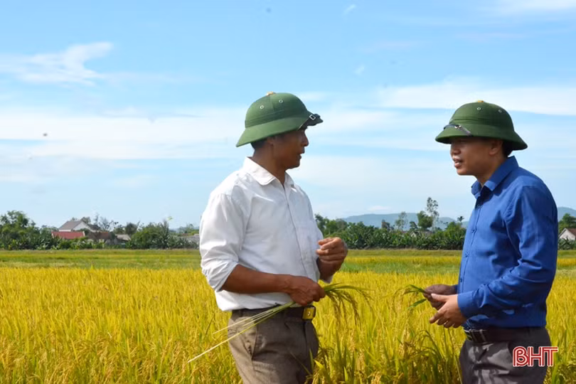 “Máy về tận ruộng, thương lái mua thóc tươi, nông dân chúng tôi phấn khởi lắm”