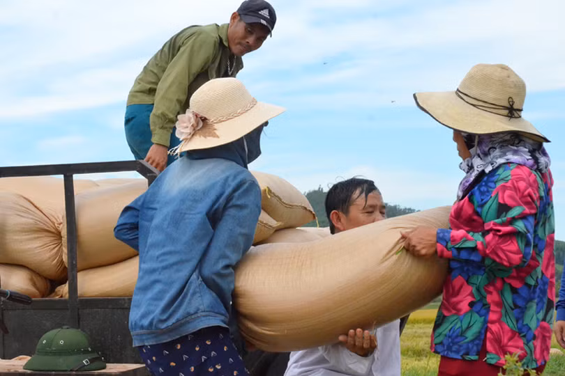 “Máy về tận ruộng, thương lái mua thóc tươi, nông dân chúng tôi phấn khởi lắm”