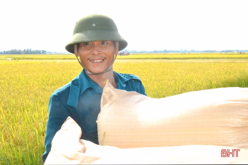“Máy về tận ruộng, thương lái mua thóc tươi, nông dân chúng tôi phấn khởi lắm”