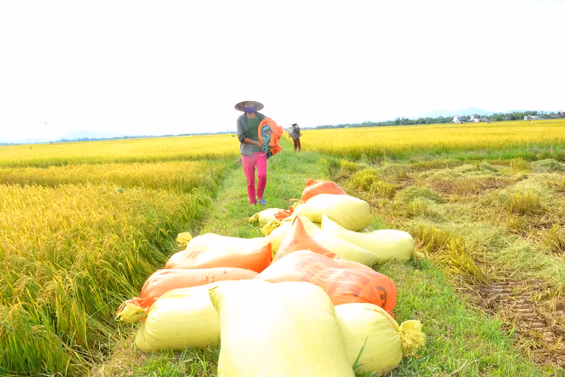 “Máy về tận ruộng, thương lái mua thóc tươi, nông dân chúng tôi phấn khởi lắm”