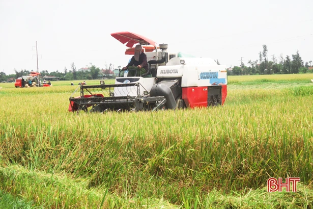 “Chạy” mưa lớn, Hà Tĩnh đã thu hoạch 500 ha lúa hè thu
