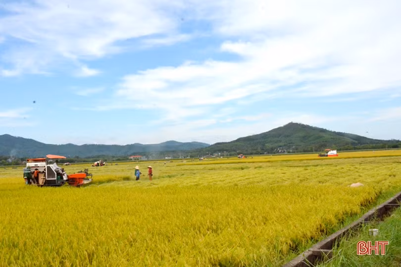 “Máy về tận ruộng, thương lái mua thóc tươi, nông dân chúng tôi phấn khởi lắm”