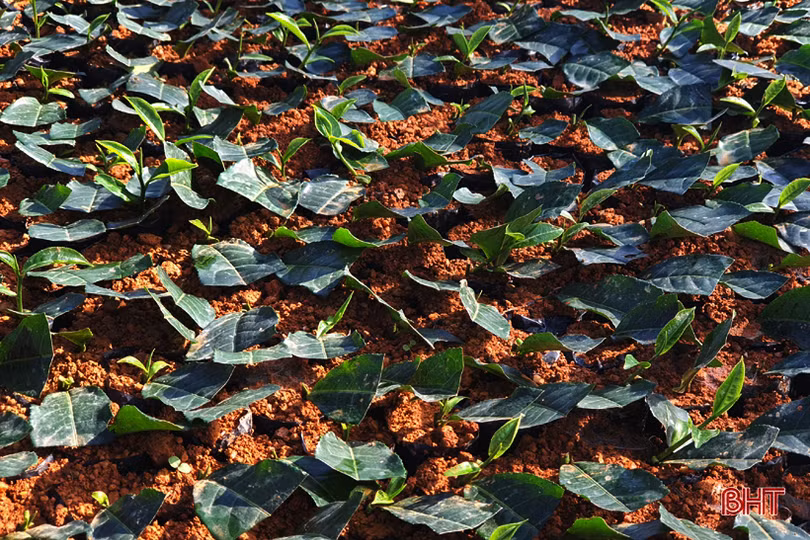 Đồi chè vùng thượng Kỳ Anh “ngủ đông” chờ ngày bung búp