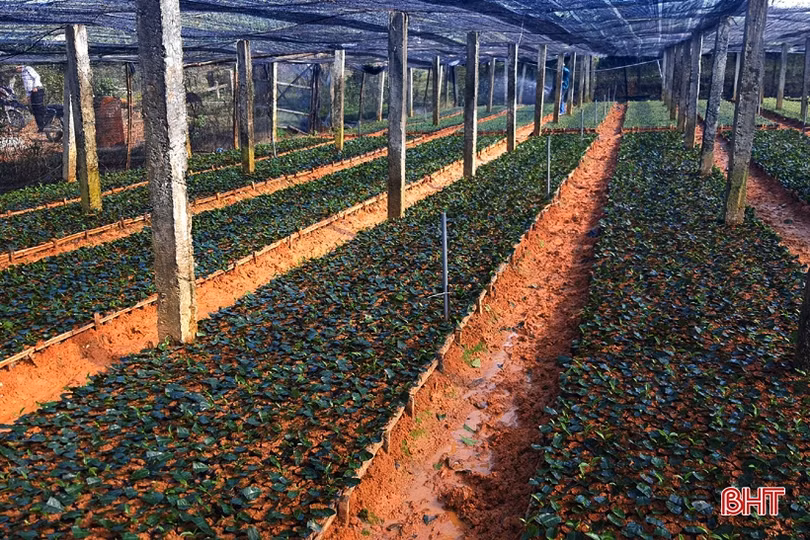 Đồi chè vùng thượng Kỳ Anh “ngủ đông” chờ ngày bung búp