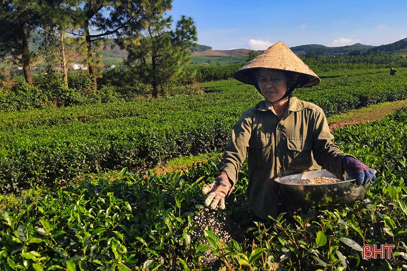 Đồi chè vùng thượng Kỳ Anh “ngủ đông” chờ ngày bung búp