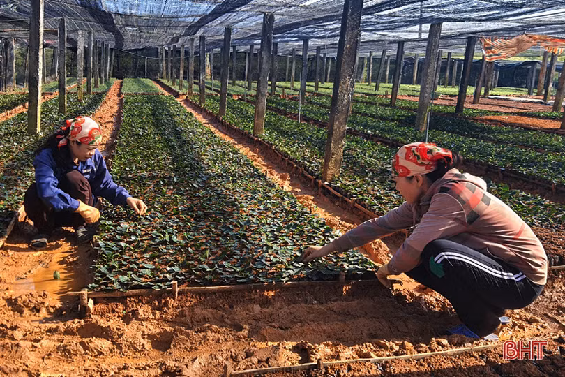 Đồi chè vùng thượng Kỳ Anh “ngủ đông” chờ ngày bung búp