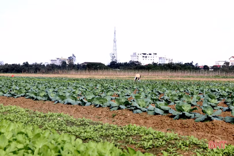 Nắng lên, nông dân Hà Tĩnh tất bật xuống đồng triển khai vụ xuân