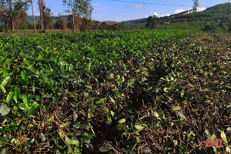 Đồi chè vùng thượng Kỳ Anh “ngủ đông” chờ ngày bung búp