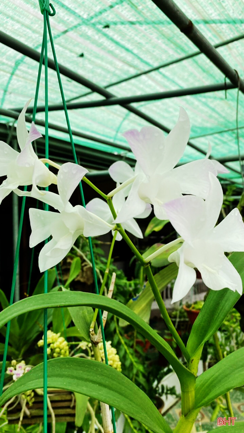 Vườn lan rừng tuyệt sắc của phó bí thư đoàn xã miền núi Hà Tĩnh