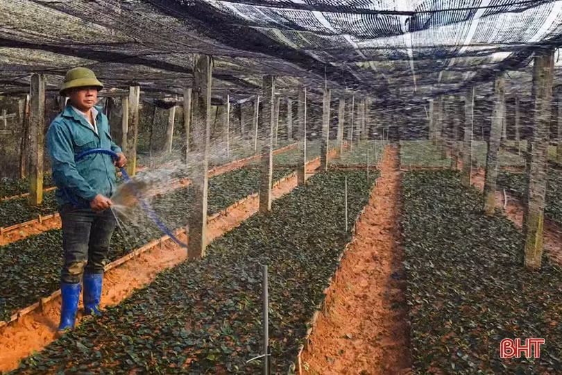 Đồi chè vùng thượng Kỳ Anh “ngủ đông” chờ ngày bung búp