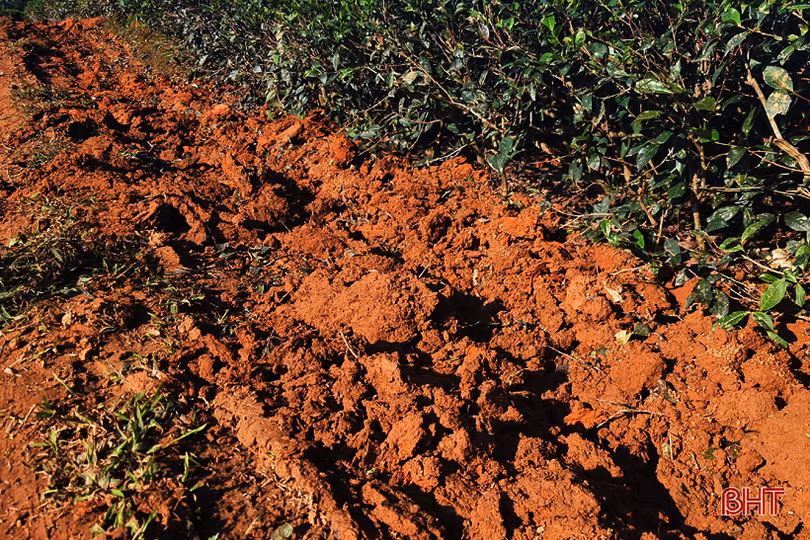 Đồi chè vùng thượng Kỳ Anh “ngủ đông” chờ ngày bung búp