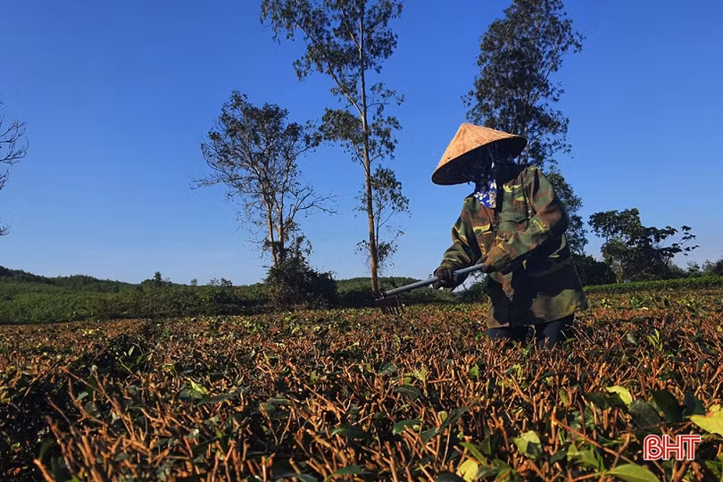 Đồi chè vùng thượng Kỳ Anh “ngủ đông” chờ ngày bung búp