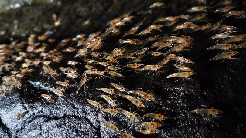 Hiện tượng tôm diễu hành trên cạn