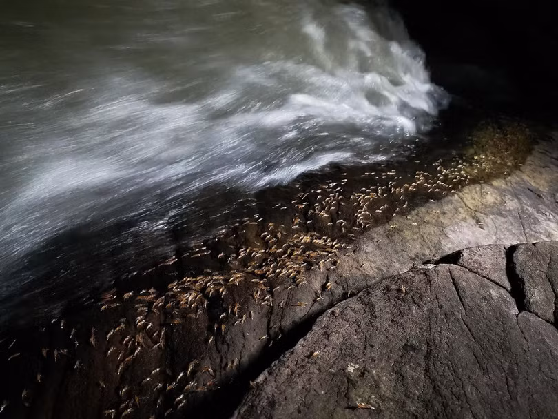 Hiện tượng tôm diễu hành trên cạn