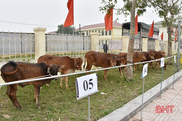 Báo Tiền Phong phối hợp trao 1 tỷ đồng hỗ trợ người dân vùng lũ Hà Tĩnh mua bò giống