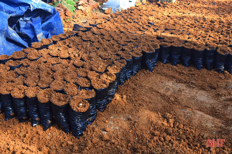 Đồi chè vùng thượng Kỳ Anh “ngủ đông” chờ ngày bung búp