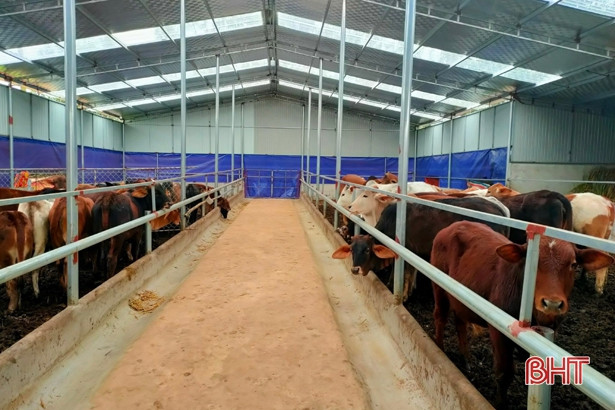 Thanh niên Vũ Quang ra mắt mô hình chăn nuôi bò trên 1 tỷ đồng