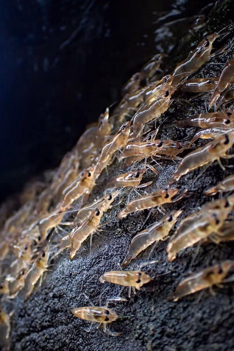 Hiện tượng tôm diễu hành trên cạn