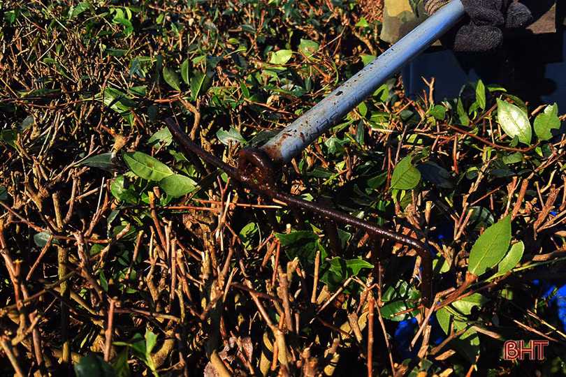 Đồi chè vùng thượng Kỳ Anh “ngủ đông” chờ ngày bung búp