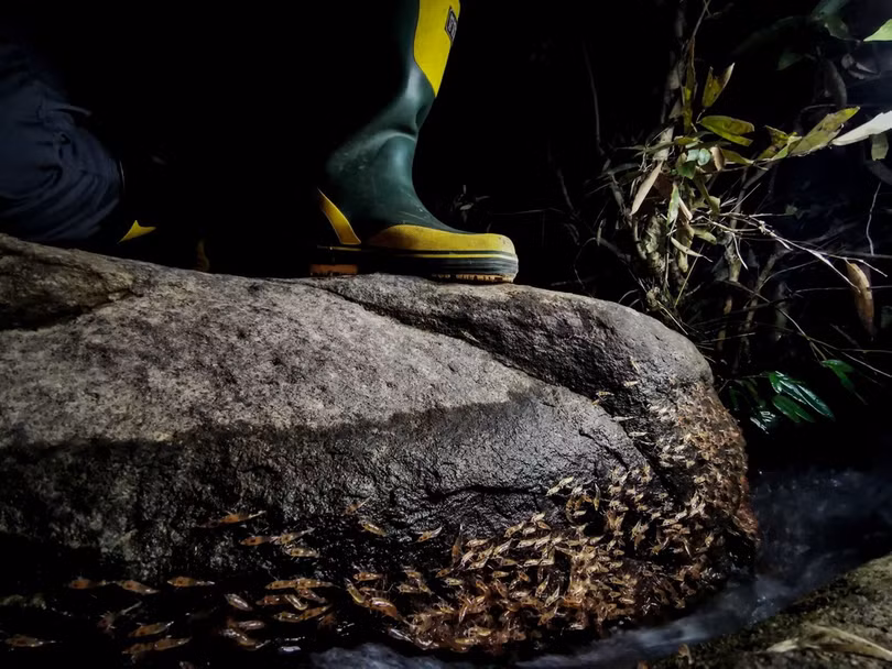 Hiện tượng tôm diễu hành trên cạn