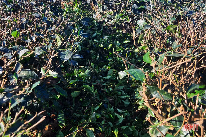 Đồi chè vùng thượng Kỳ Anh “ngủ đông” chờ ngày bung búp