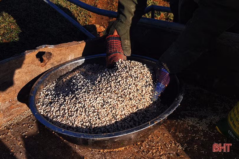 Đồi chè vùng thượng Kỳ Anh “ngủ đông” chờ ngày bung búp