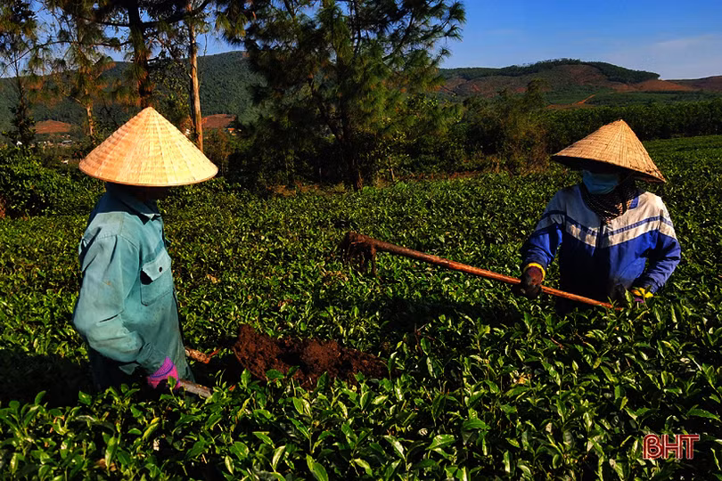 Đồi chè vùng thượng Kỳ Anh “ngủ đông” chờ ngày bung búp