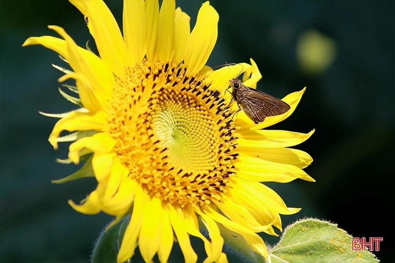 Hút hồn cánh đồng hoa hướng dương vàng rực ở vùng biển Hà Tĩnh