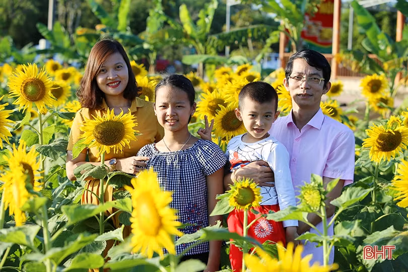 Hút hồn cánh đồng hoa hướng dương vàng rực ở vùng biển Hà Tĩnh