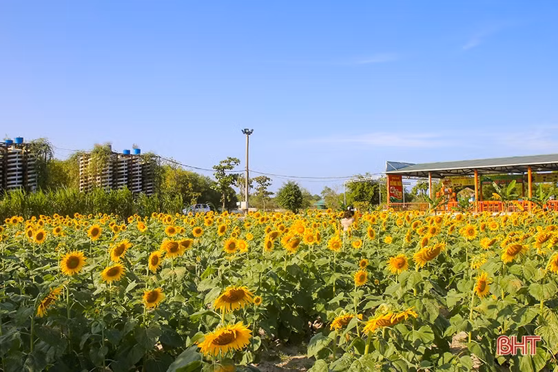 Hút hồn cánh đồng hoa hướng dương vàng rực ở vùng biển Hà Tĩnh