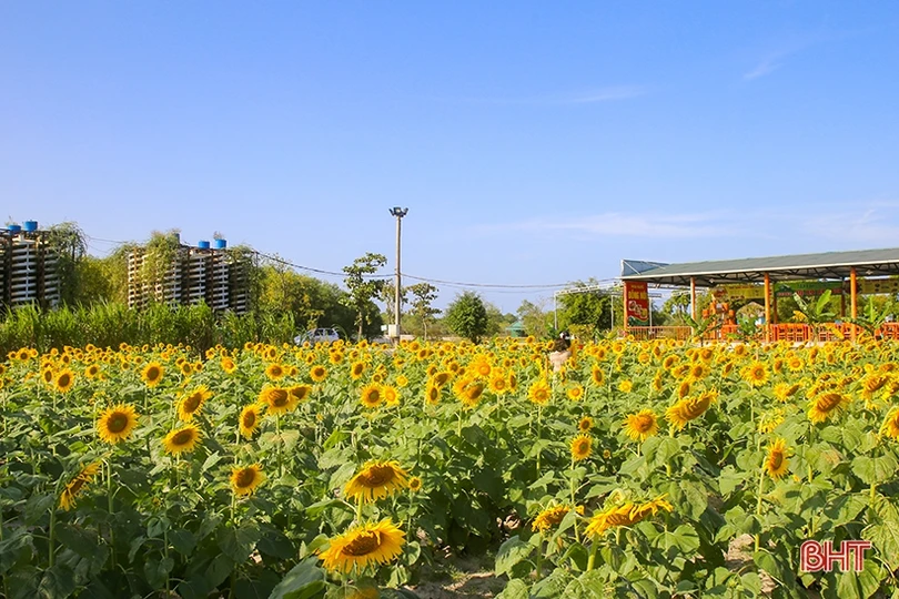 Hút hồn cánh đồng hoa hướng dương vàng rực ở vùng biển Hà Tĩnh